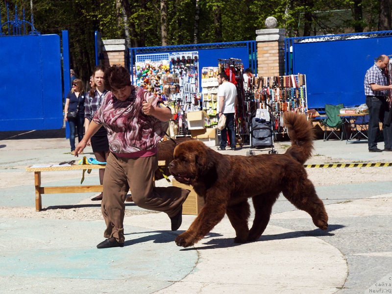 Фото: ньюфаундленд Charli The Best Helfi Pel (Чарли Де Бест Хелфи Пэл)