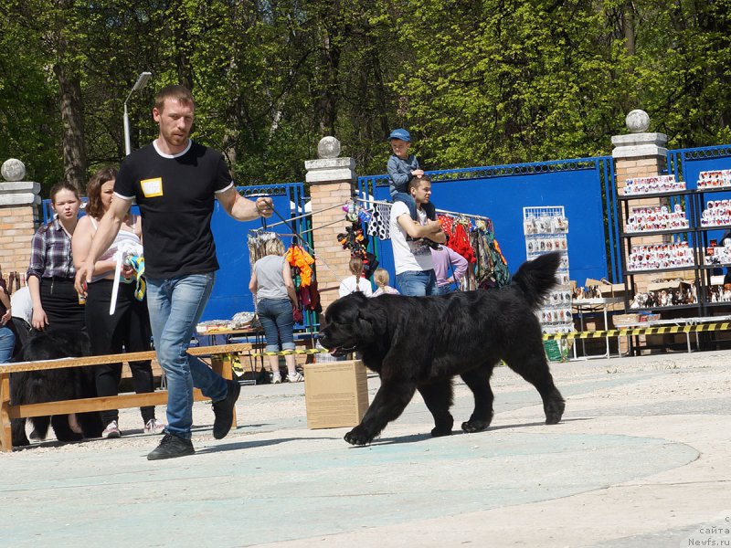 Фото: ньюфаундленд Brownblood MSK Harricane Higgins (Браунблад МСК Харрикейн Хиггенс)