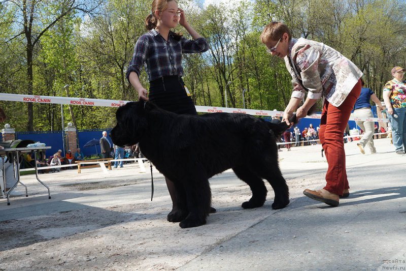 Фото: ньюфаундленд Mercedes Vialiki Miadzvedz (Мерседес Вялiкi Мядзведзь), Mariya SHmeleva (Мария Шмелева)