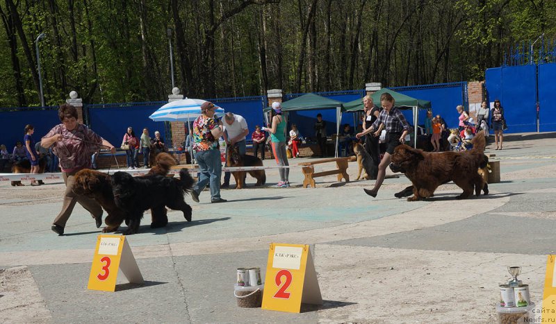 Фото: ньюфаундленд Charli The Best Helfi Pel (Чарли Де Бест Хелфи Пэл), ньюфаундленд Mercedes Vialiki Miadzvedz (Мерседес Вялiкi Мядзведзь), Elena SHmeleva (Елена Шмелева), ньюфаундленд Charmer Denkam Bronze (Чармер Денкам Бронз), ньюфаундленд Brownblood MSK Harricane Higgins (Браунблад МСК Харрикейн Хиггенс), Mariya SHmeleva (Мария Шмелева)