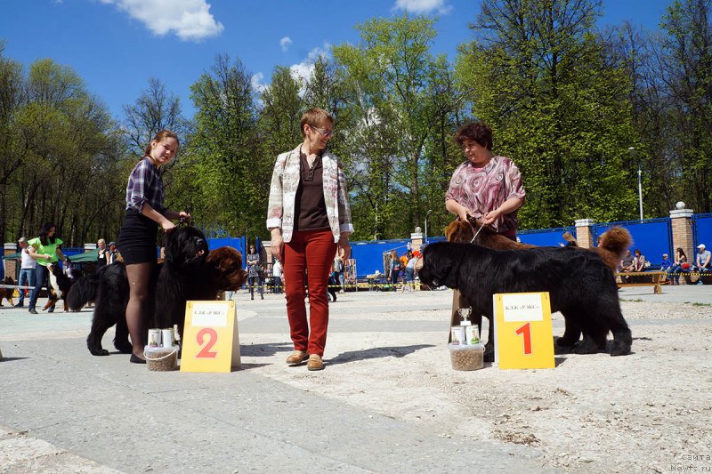 Фото: ньюфаундленд Charmer Denkam Bronze (Чармер Денкам Бронз), ньюфаундленд Brownblood MSK Harricane Higgins (Браунблад МСК Харрикейн Хиггенс), Mariya SHmeleva (Мария Шмелева), ньюфаундленд Charli The Best Helfi Pel (Чарли Де Бест Хелфи Пэл), ньюфаундленд Mercedes Vialiki Miadzvedz (Мерседес Вялiкi Мядзведзь), Elena SHmeleva (Елена Шмелева)