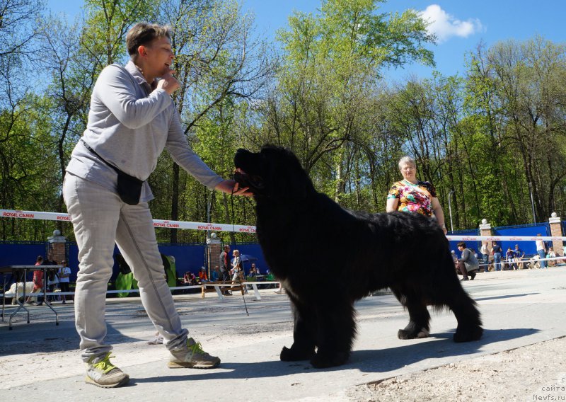 Фото: ньюфаундленд Bridge Over Troubled River (Бридж Овер Траблд Ривер), Ekaterina Kuznecova (Екатерина Кузнецова)