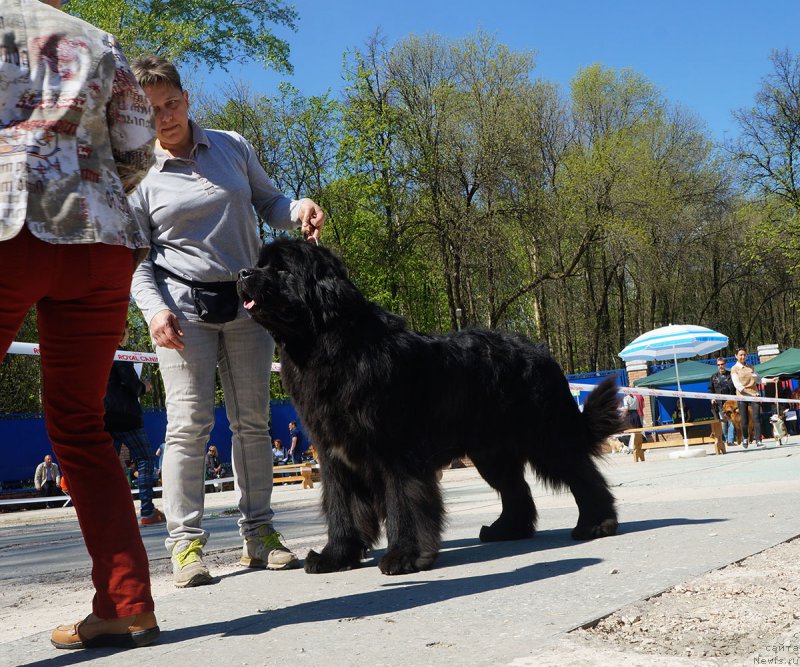 Фото: ньюфаундленд Bridge Over Troubled River (Бридж Овер Траблд Ривер), Ekaterina Kuznecova (Екатерина Кузнецова)