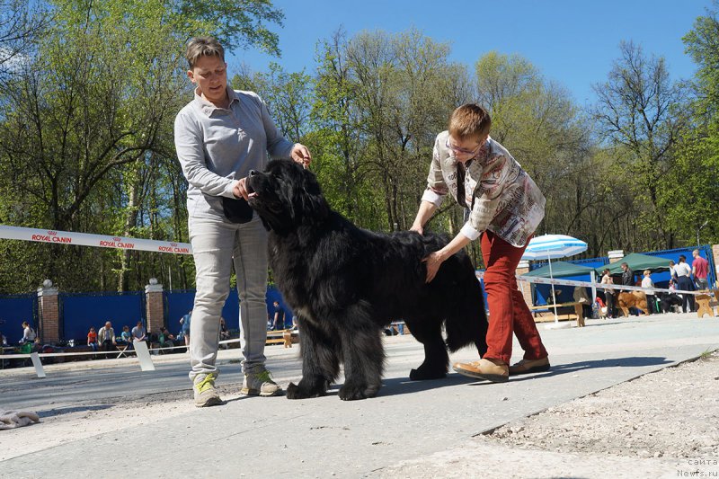 Фото: ньюфаундленд Bridge Over Troubled River (Бридж Овер Траблд Ривер), Ekaterina Kuznecova (Екатерина Кузнецова)