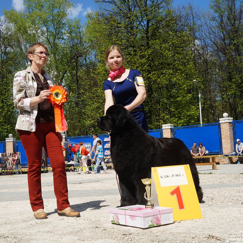 Фото: ньюфаундленд Vpered Zovuschaya s Berega Dona (Вперед Зовущая с Берега Дона)