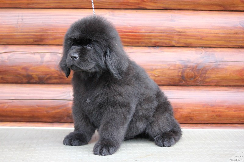 Фото: ньюфаундленд Terra Viktoriya Bryus Vsemoguschiy (Терра Виктория Брюс Всемогущий)