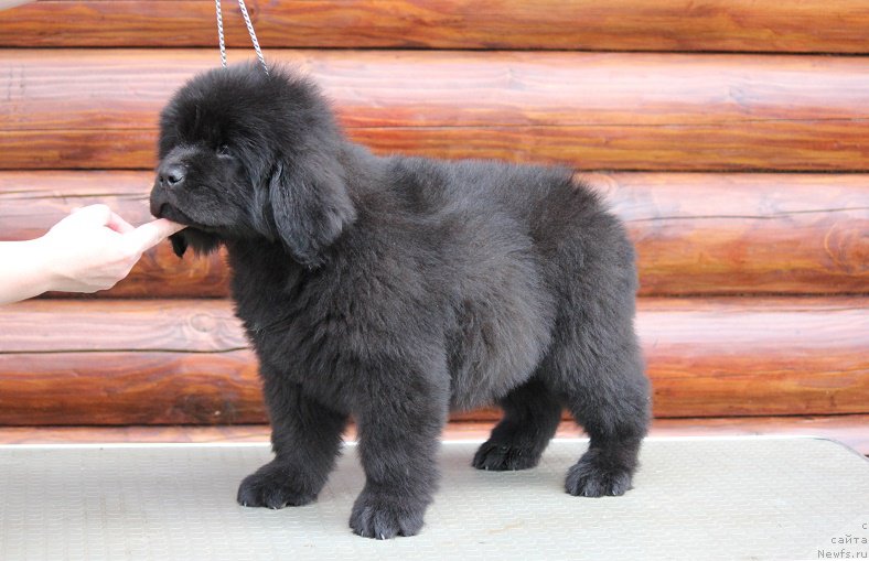 Фото: ньюфаундленд Terra Viktoriya Bryus Vsemoguschiy (Терра Виктория Брюс Всемогущий)