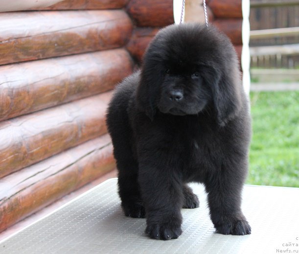 Фото: ньюфаундленд Terra Viktoriya Bryus Vsemoguschiy (Терра Виктория Брюс Всемогущий)