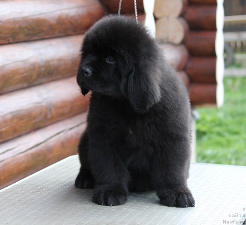 Фото: ньюфаундленд Terra Viktoriya Bryus Vsemoguschiy (Терра Виктория Брюс Всемогущий)