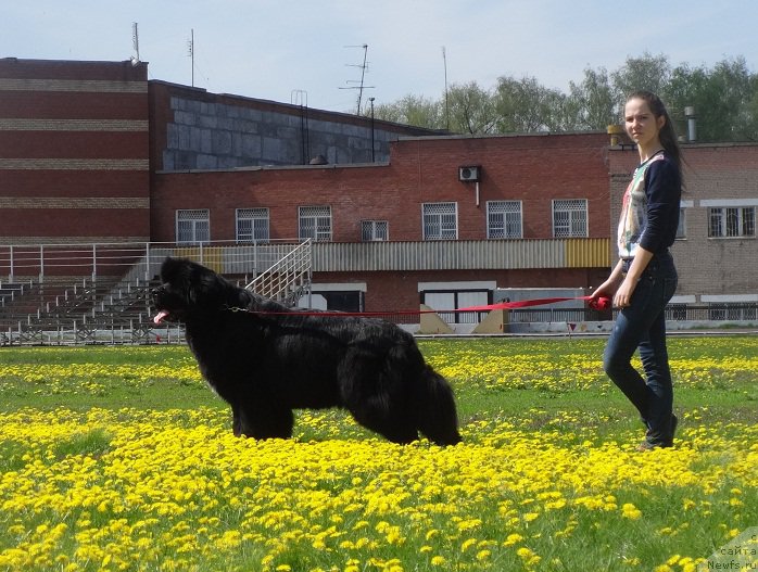 Фото: ньюфаундленд N'yufort Azet Abayya (Ньюфорт Азет Абайя), и Лера...помощница наша.