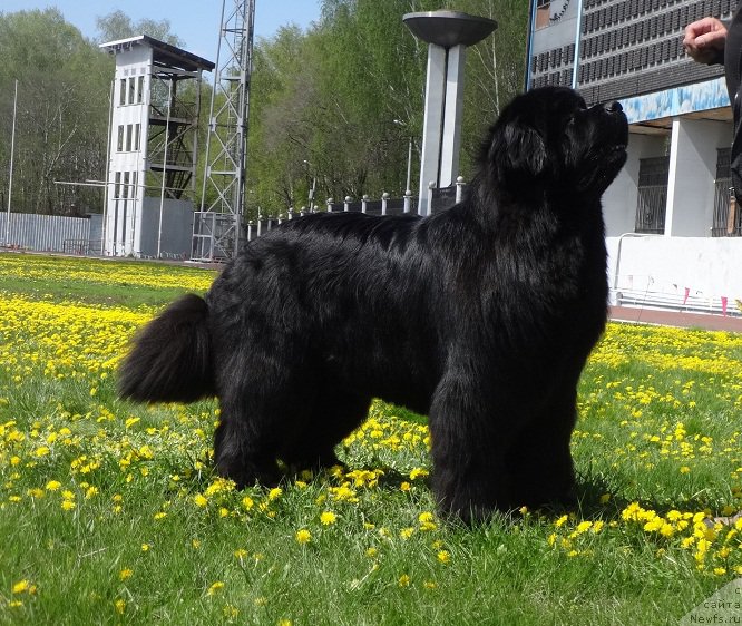 Фото: ньюфаундленд Njufort Shawn Wallmar Triumph (Ньюфорт Шон Волмари Триумф)