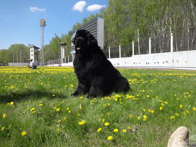 Фото: ньюфаундленд Njufort Shawn Wallmar Triumph (Ньюфорт Шон Волмари Триумф)