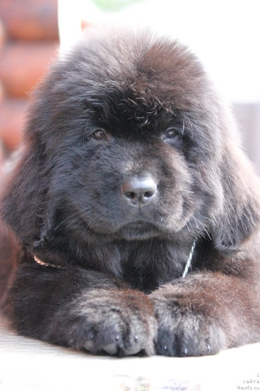 Фото: ньюфаундленд Terra Viktoriya Blyuz Polnolun'ya (Терра Виктория Блюз Полнолунья)