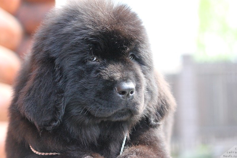 Фото: ньюфаундленд Terra Viktoriya Blyuz Polnolun'ya (Терра Виктория Блюз Полнолунья)