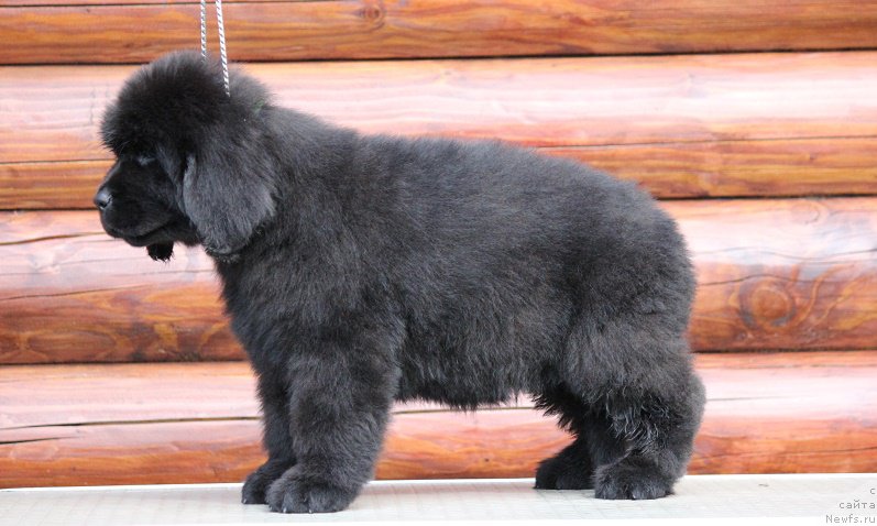 Фото: ньюфаундленд Terra Viktoriya Blyuz Polnolun'ya (Терра Виктория Блюз Полнолунья)