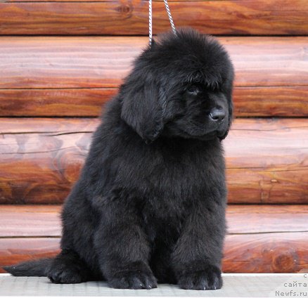 Фото: ньюфаундленд Terra Viktoriya Blyuz Polnolun'ya (Терра Виктория Блюз Полнолунья)