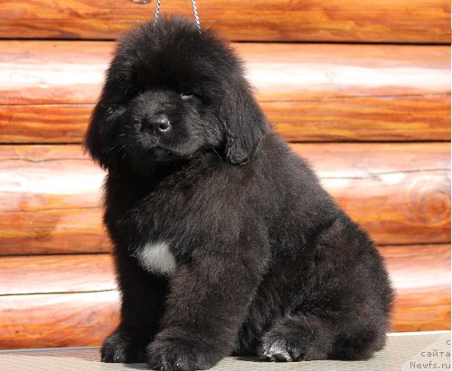 Фото: ньюфаундленд Terra Viktoriya Big Mazzi (Терра Виктория Биг Маззи)