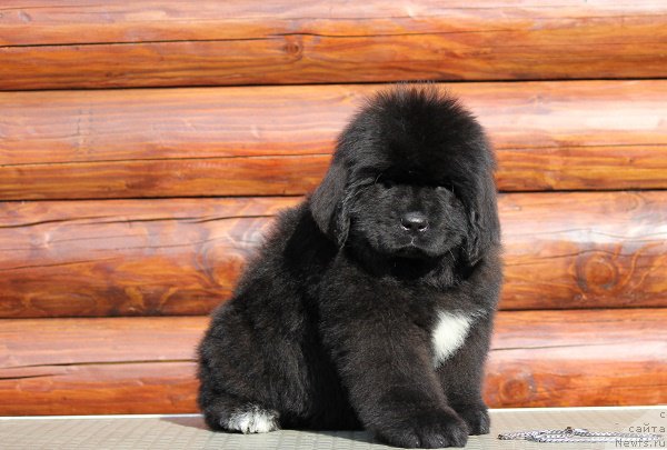 Фото: ньюфаундленд Terra Viktoriya Big Mazzi (Терра Виктория Биг Маззи)