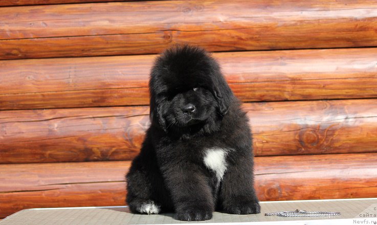 Фото: ньюфаундленд Terra Viktoriya Big Mazzi (Терра Виктория Биг Маззи)