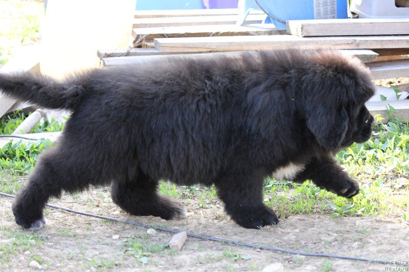 Фото: ньюфаундленд Terra Viktoriya Big Mazzi (Терра Виктория Биг Маззи)