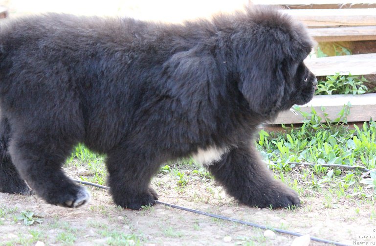 Фото: ньюфаундленд Terra Viktoriya Big Mazzi (Терра Виктория Биг Маззи)