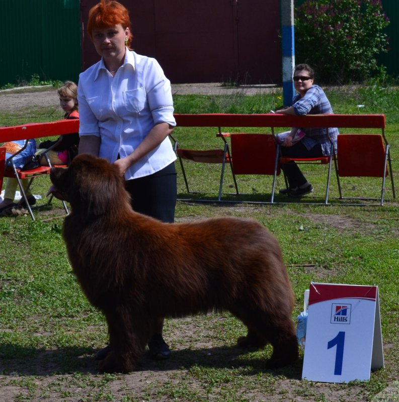 Фото: ньюфаундленд Njufort Vozdushny Potseluy (Ньюфорт Воздушный Поцелуй)