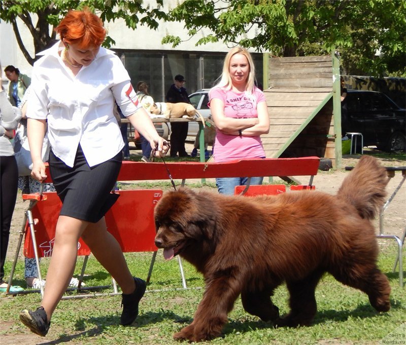 Фото: ньюфаундленд Njufort Vozdushny Potseluy (Ньюфорт Воздушный Поцелуй)