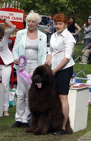 Фото: ньюфаундленд Njufort Vozdushny Potseluy (Ньюфорт Воздушный Поцелуй)