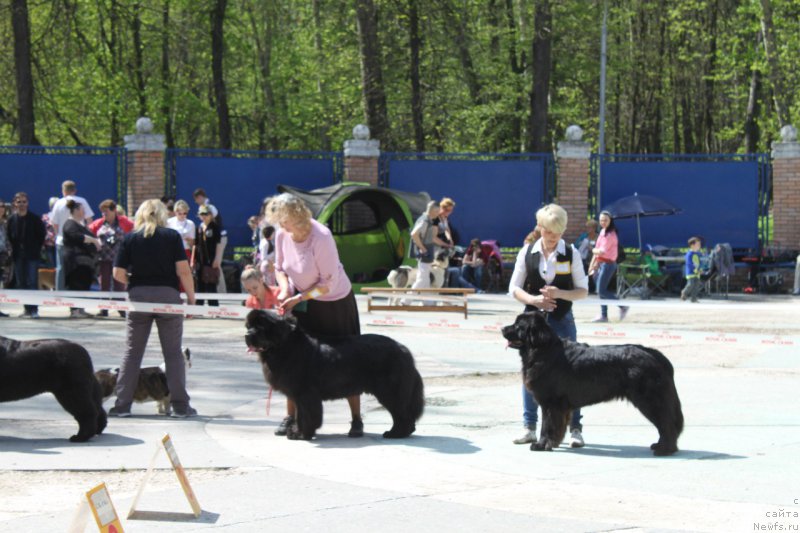 Фото: ньюфаундленд Li San (Ли Сан)