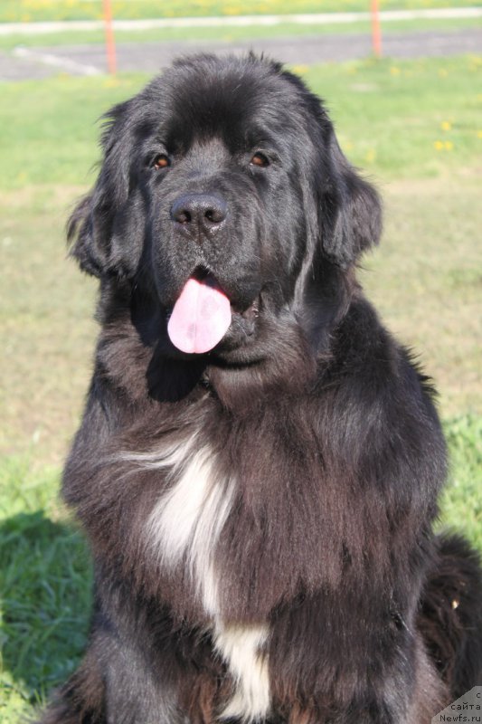 Фото: ньюфаундленд Li San (Ли Сан)