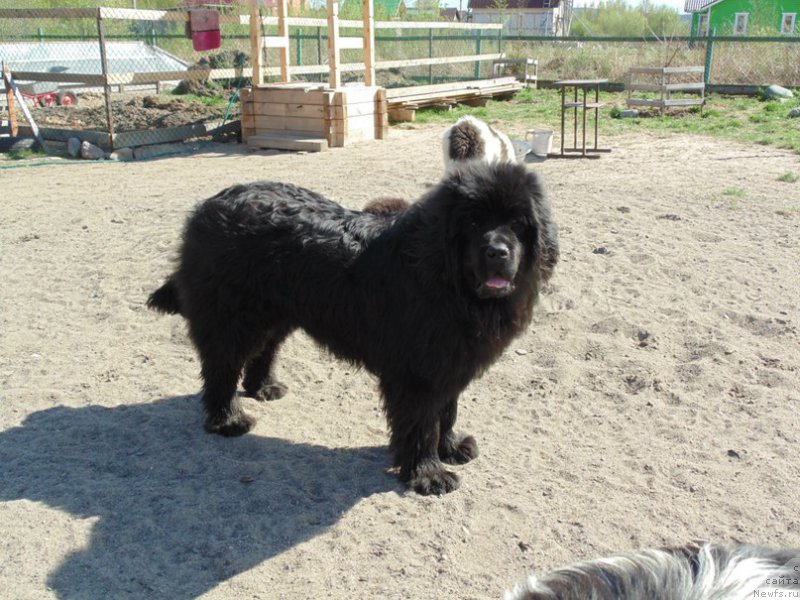 Фото: ньюфаундленд Super Premium Ular (Супер Премиум Улар)