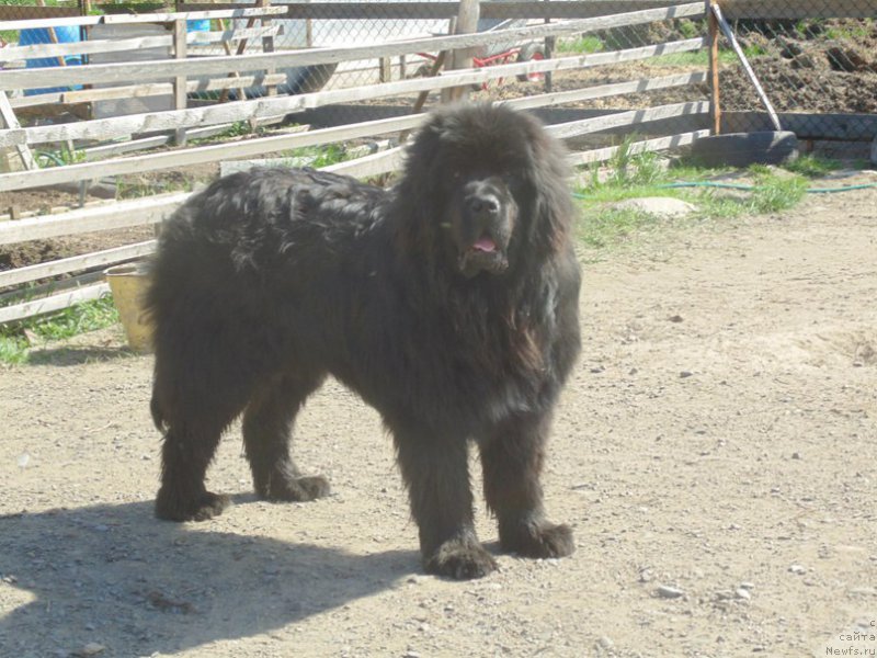 Фото: ньюфаундленд Super Premium Ular (Супер Премиум Улар)