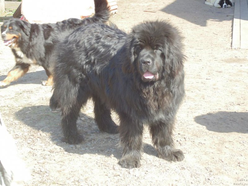 Фото: ньюфаундленд Super Premium Ular (Супер Премиум Улар)