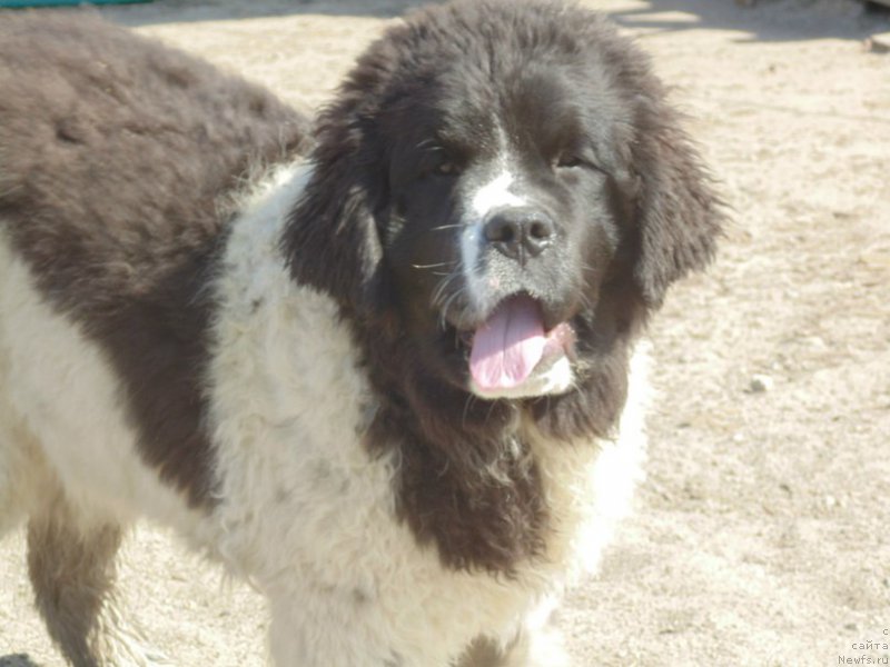 Фото: ньюфаундленд Baffi ot Karel'skih Medvedey (Баффи от Карельских Медведей)