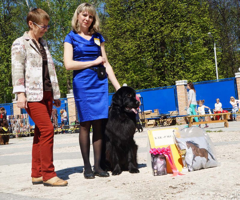 Фото: ньюфаундленд Podvodnaya Odisseya Medeya (Подводная Одиссея Медея)