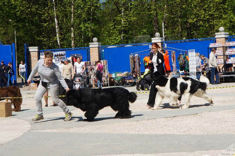 Фото: ньюфаундленд Bridge Over Troubled River (Бридж Овер Траблд Ривер), ньюфаундленд Super Bizon Maestro (Супер Бизон Маэстро)