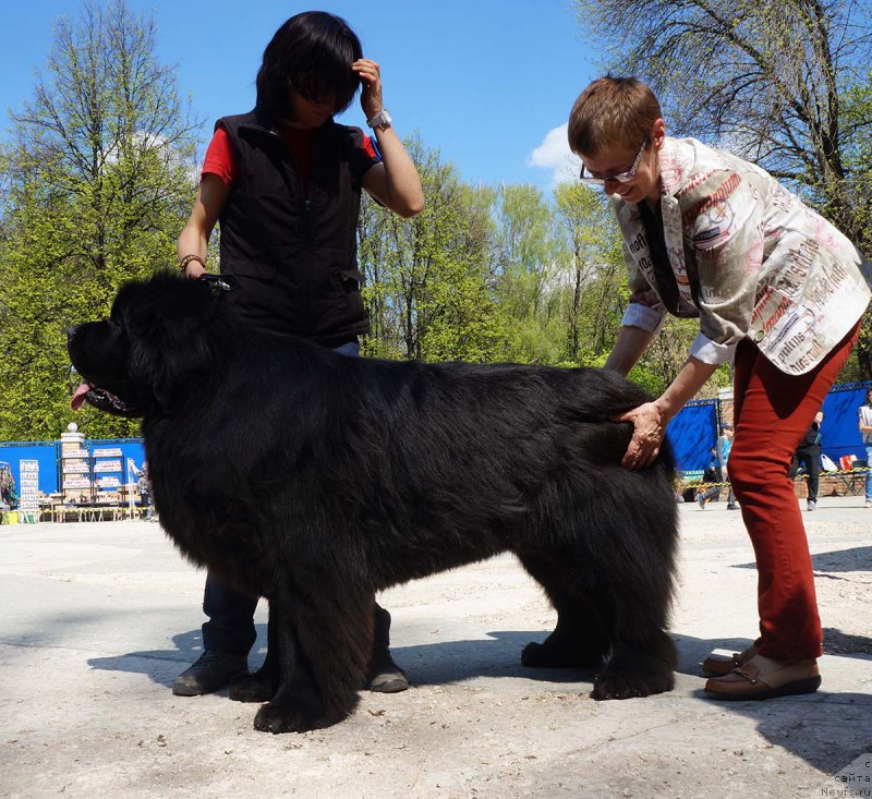 Фото: ньюфаундленд Aquatoriya Kelvin Yuventus (Акватория Келвин Ювентус)