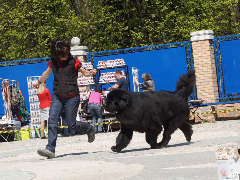 Фото: ньюфаундленд Aquatoriya Kelvin Yuventus (Акватория Келвин Ювентус)