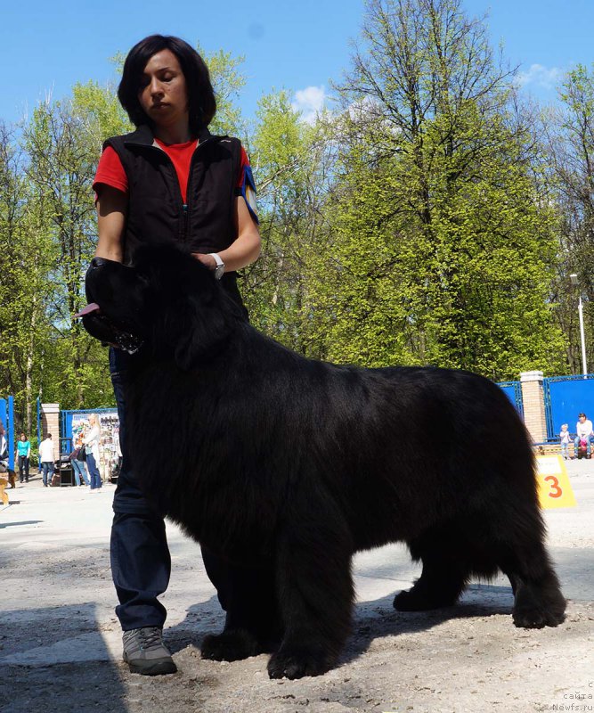 Фото: ньюфаундленд Aquatoriya Kelvin Yuventus (Акватория Келвин Ювентус)