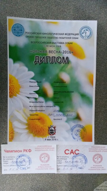 Фото: ньюфаундленд CHernyiy SHarm Djonni Depp (Черный Шарм Джонни Депп)