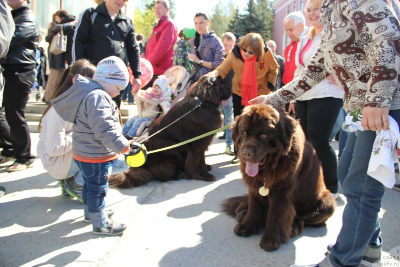 Фото: ньюфаундленд Obush SHed YAntarnyiy Poceluy (Обуш Шед Янтарный Поцелуй), ньюфаундленд N'yufort Vashe Velichestvo Brabus (Ньюфорт Ваше Величество Брабус)
