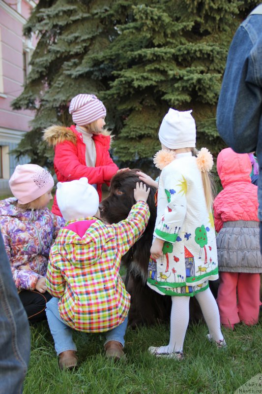 Фото: ньюфаундленд Obush SHed YAntarnyiy Poceluy (Обуш Шед Янтарный Поцелуй)