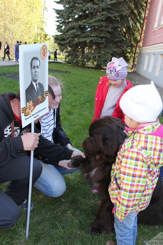 Фото: ньюфаундленд Obush SHed YAntarnyiy Poceluy (Обуш Шед Янтарный Поцелуй)