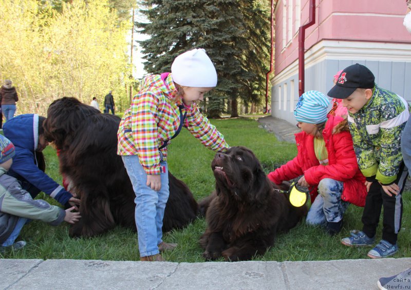 Фото: ньюфаундленд Obush SHed YAntarnyiy Poceluy (Обуш Шед Янтарный Поцелуй), ньюфаундленд N'yufort Vashe Velichestvo Brabus (Ньюфорт Ваше Величество Брабус)