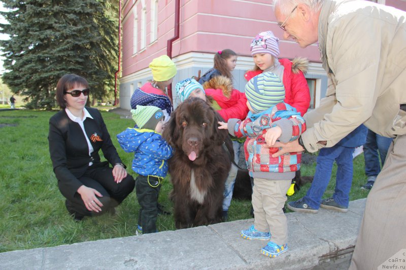 Фото: ньюфаундленд Obush SHed YAntarnyiy Poceluy (Обуш Шед Янтарный Поцелуй)