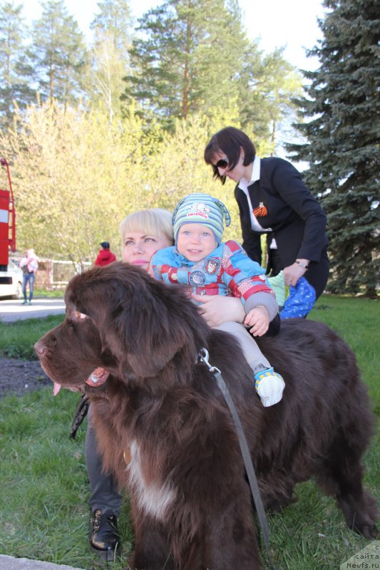 Фото: ньюфаундленд Obush SHed YAntarnyiy Poceluy (Обуш Шед Янтарный Поцелуй)