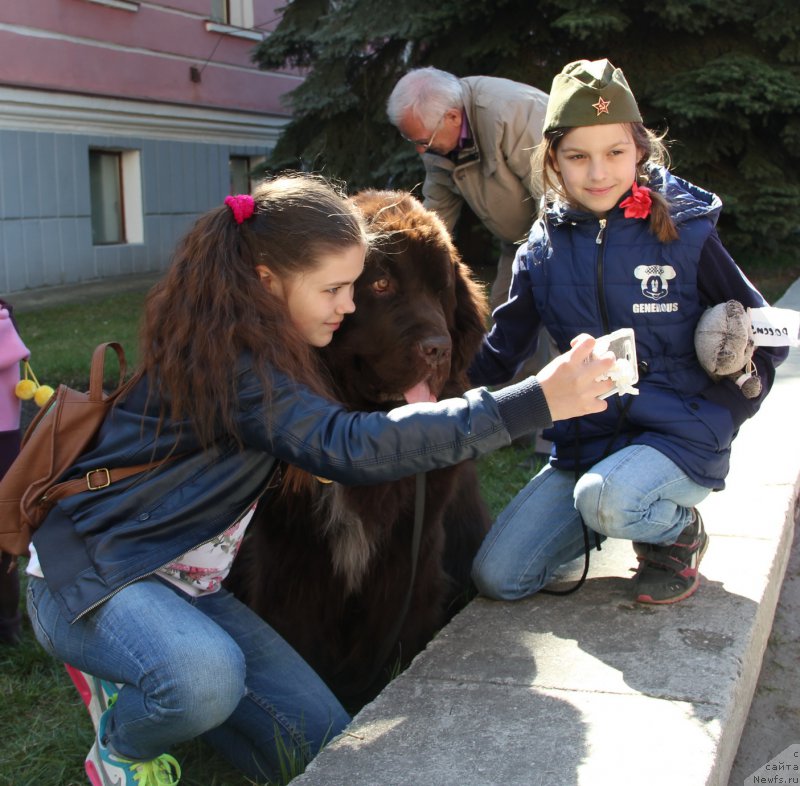 Фото: ньюфаундленд Obush SHed YAntarnyiy Poceluy (Обуш Шед Янтарный Поцелуй)