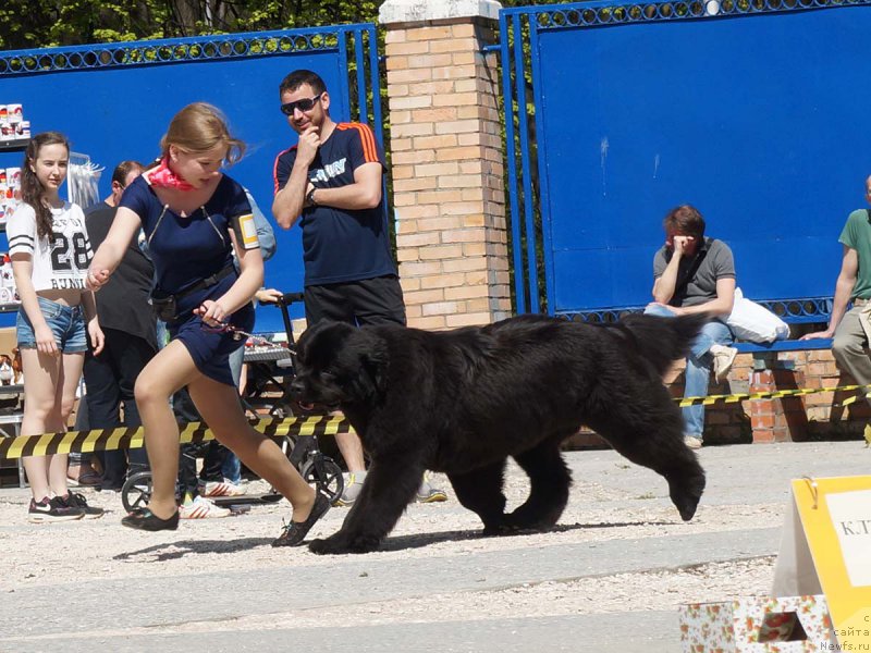 Фото: ньюфаундленд Vpered Zovuschaya s Berega Dona (Вперед Зовущая с Берега Дона)
