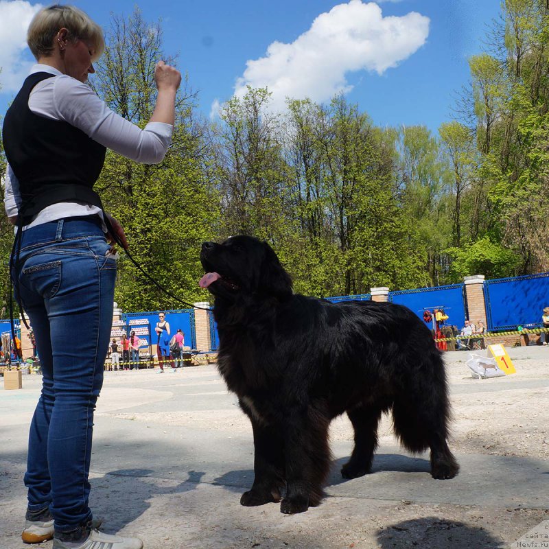 Фото: ньюфаундленд Li San (Ли Сан)