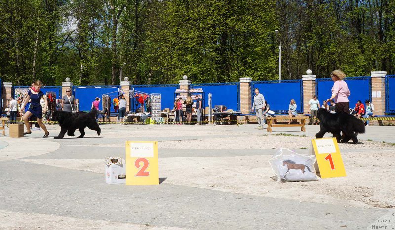 Фото: ньюфаундленд Vpered Zovuschaya s Berega Dona (Вперед Зовущая с Берега Дона), ньюфаундленд Beguschaya po Volnam As Good As It Gets (Бегущая по Волнам Ас Гоод Ас Ит Гетс)